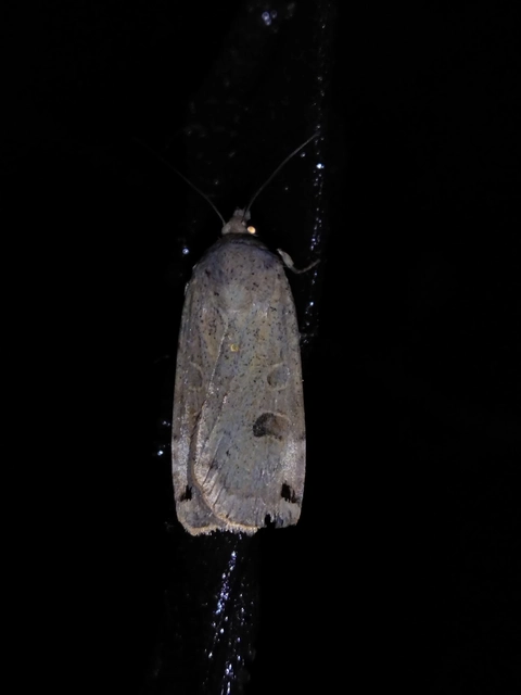 Noctua orbona - foltos sárgafűbagoly