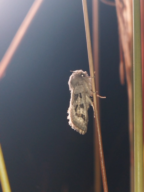 Episema glaucina - fogasjegyű liliombagoly