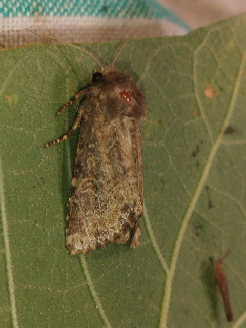 Luperina testacea - barnás szürkebagoly