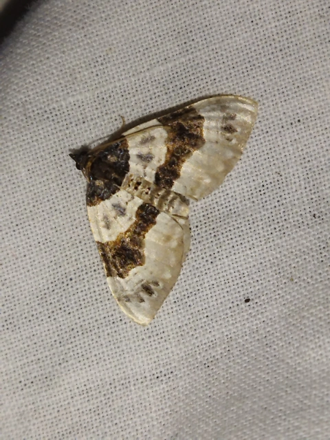 Cosmorhoe ocellata - szemes galajaraszoló