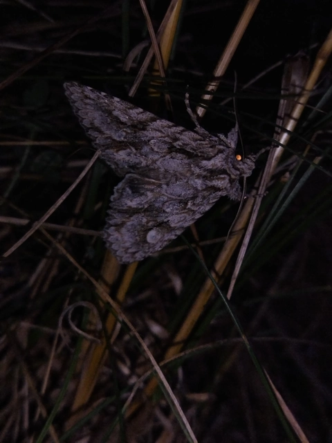 Meganephria bimaculosa - kétfoltos szilbagoly