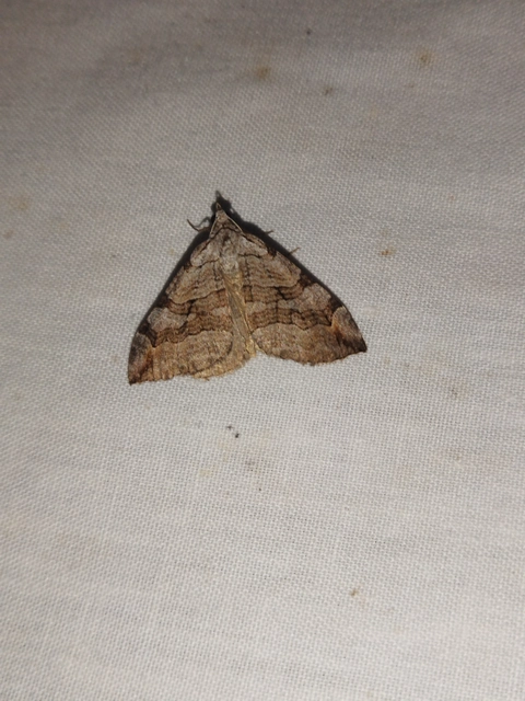 Aplocera efformata/plagiata