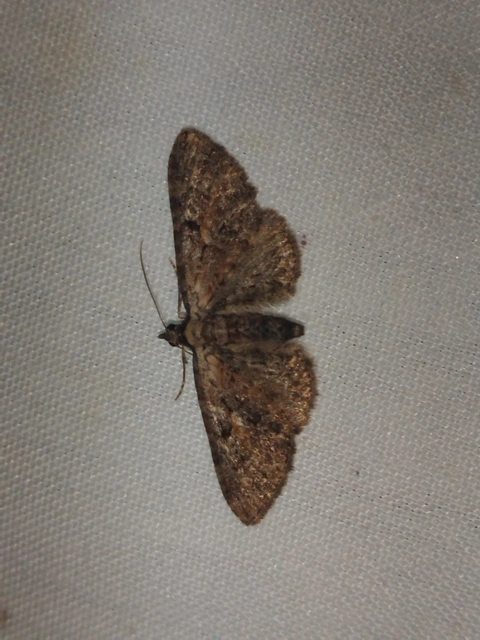 Eupithecia icterata - rozsdafoltos törpearaszoló