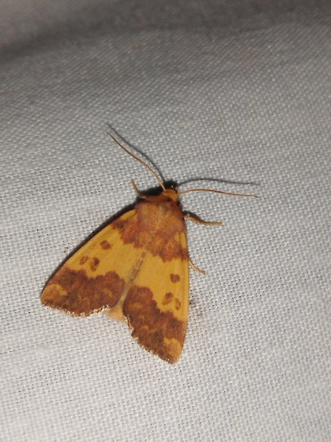 Tiliacea aurago - aranyló sárgabagoly