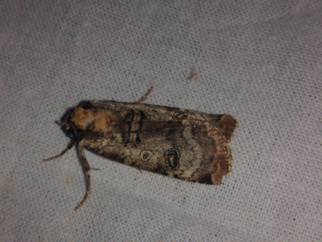 Epilecta linogrisea - karcsú sárgafűbagoly