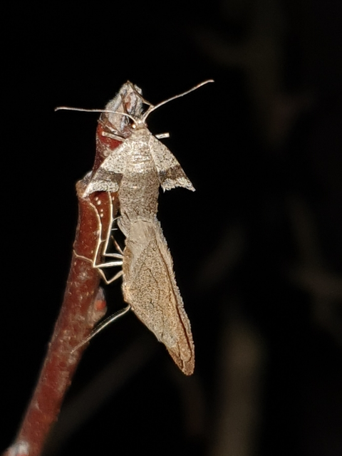 Theria rupicapraria - tavaszi kökényaraszoló