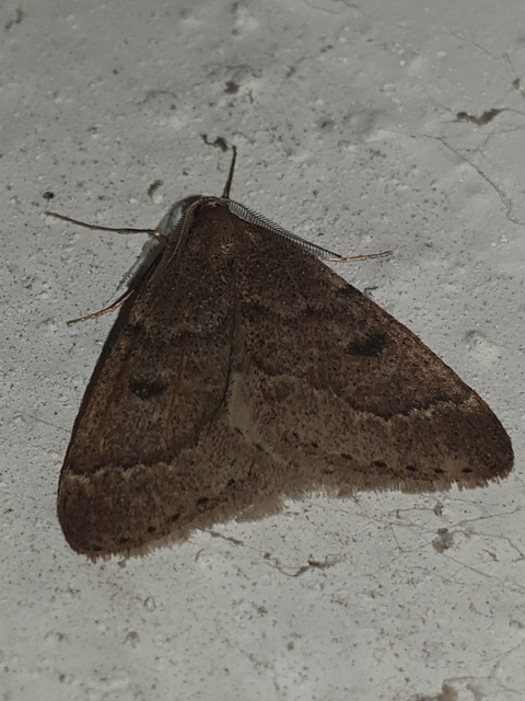 Theria rupicapraria - tavaszi kökényaraszoló