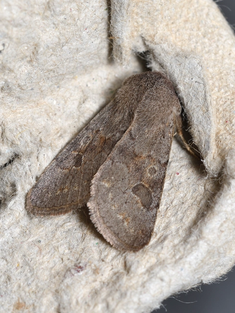 Orthosia populeti - nyárfa-barkabagoly