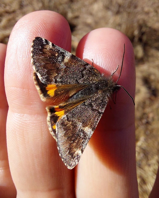 Archiearis parthenias - nagy nappaliaraszoló