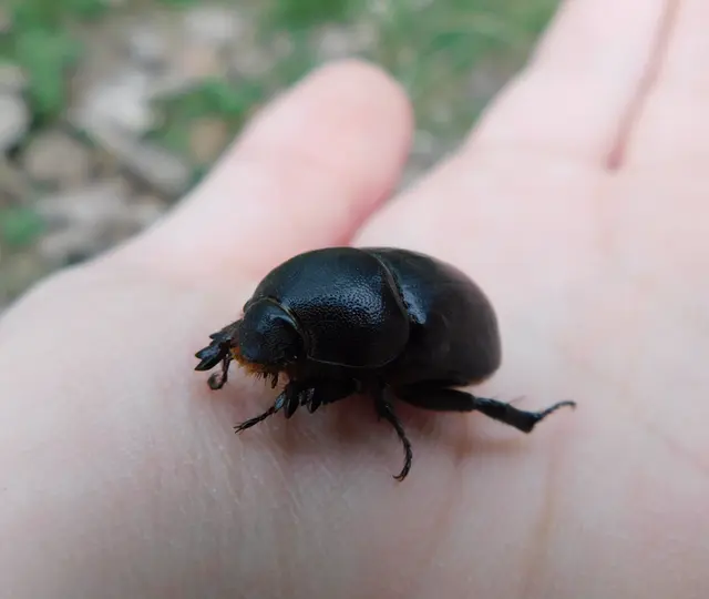 Pentodon idiota - butabogár