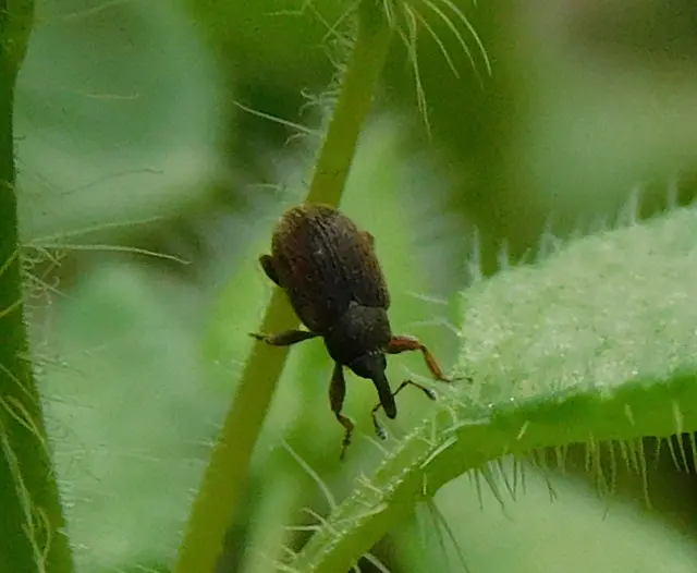 Lignyodes suturatus - barázdás kőrismagormányos