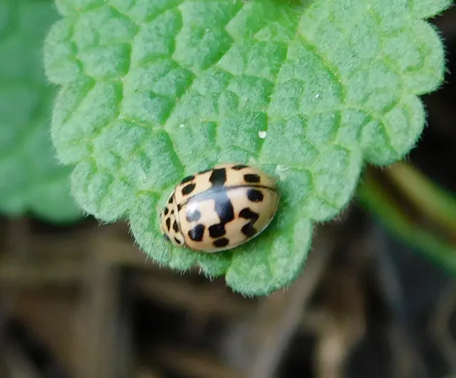 Oenopia conglobata - rózsás katica