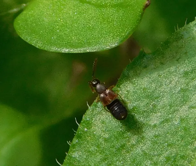 Callicerus sparsicollis - posványlakó humuszholyva