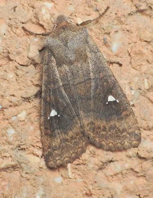 Eupsilia transversa - holdacskás télibagoly