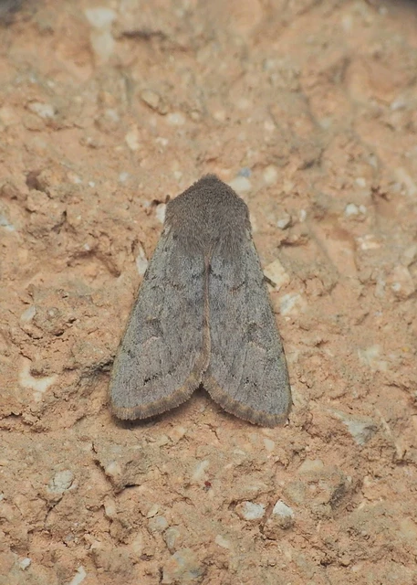 Orthosia populeti - nyárfa-barkabagoly