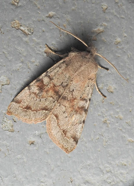 Orthosia incerta - változékony barkabagoly