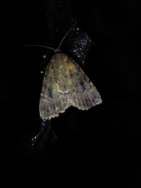 Amphipyra berbera/pyramidea