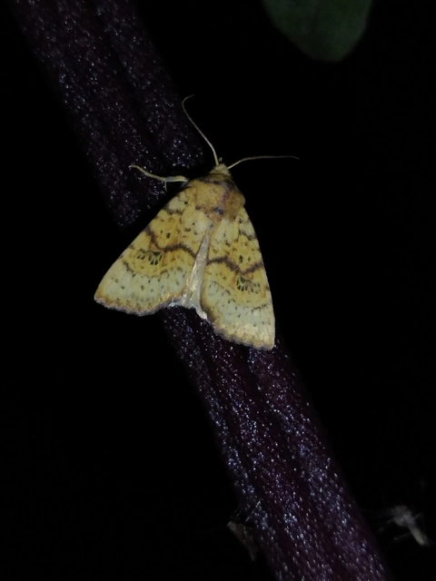 Tiliacea sulphurago - kénes sárgabagoly