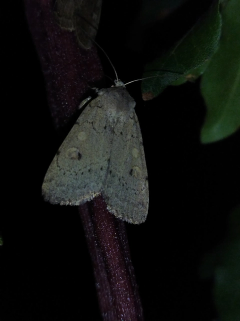 Xestia castanea michaeli - csarabos fűbagoly
