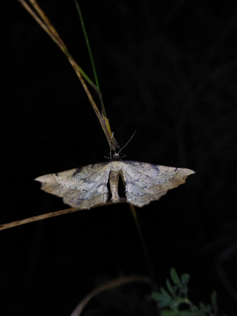 Artiora evonymaria - kecskerágó-araszoló