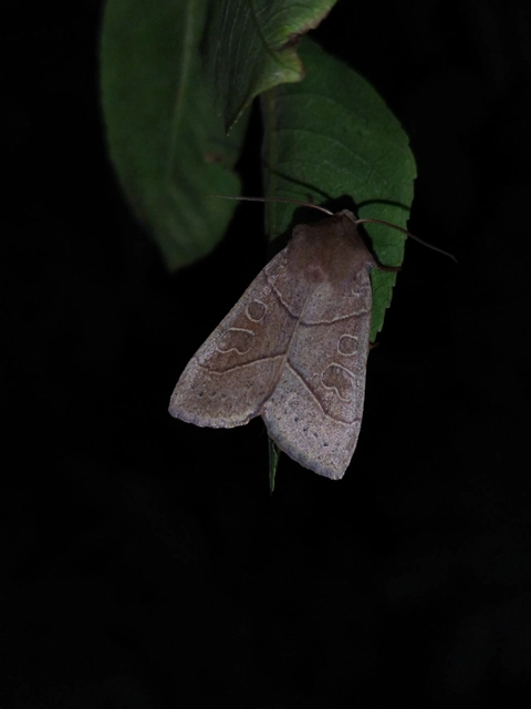 Mesogona acetosellae - madársóskabagoly