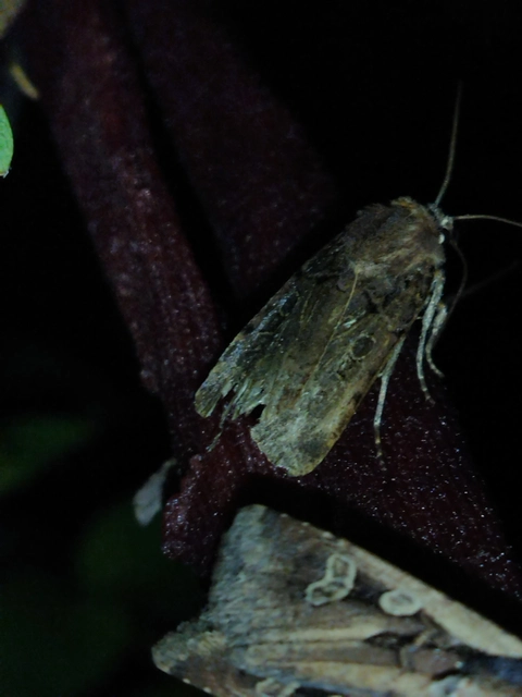 Chersotis rectangula - barna földibagoly