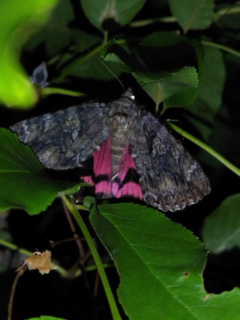 Catocala sponsa - tölgyfa-övesbagoly