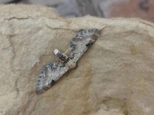 Eupithecia centaureata - búzavirág-törpearaszoló