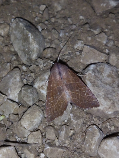 Atethmia ambusta - körtebagoly