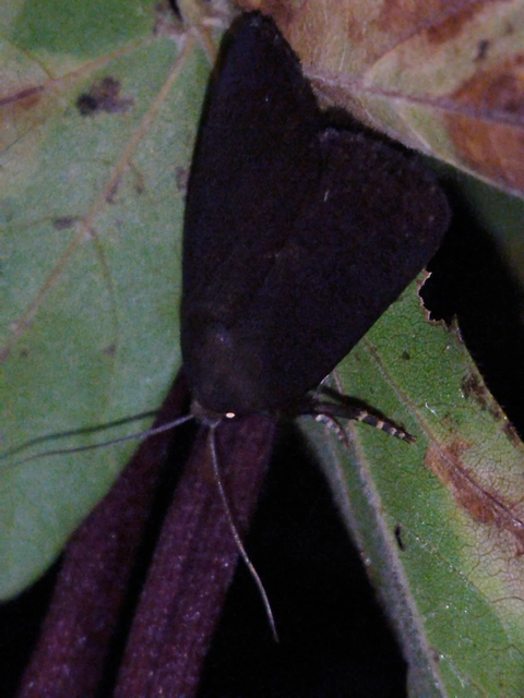 Amphipyra livida - zsírfényű bagoly