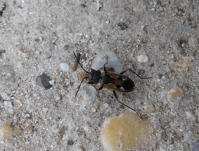 Rhyparochromus vulgaris - közönséges díszesbodobács