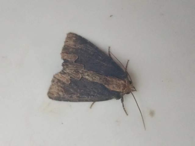 Dypterygia scabriuscula - szurokbarna nyáribagoly