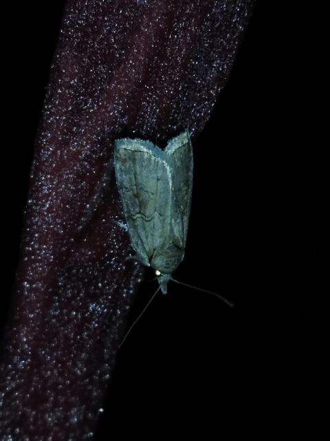 Nycteola asiatica - nyárfa-trapézbagoly