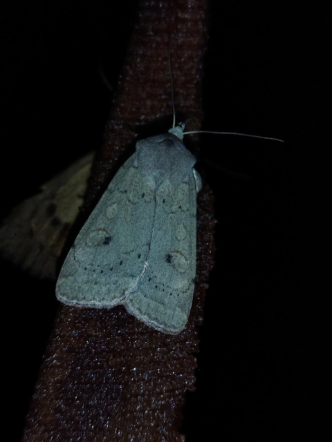 Xestia castanea michaeli - csarabos fűbagoly