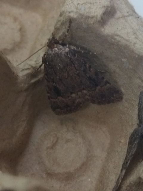 Amphipyra berbera/pyramidea