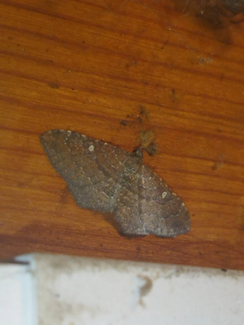Orthonama obstipata - vándoraraszoló