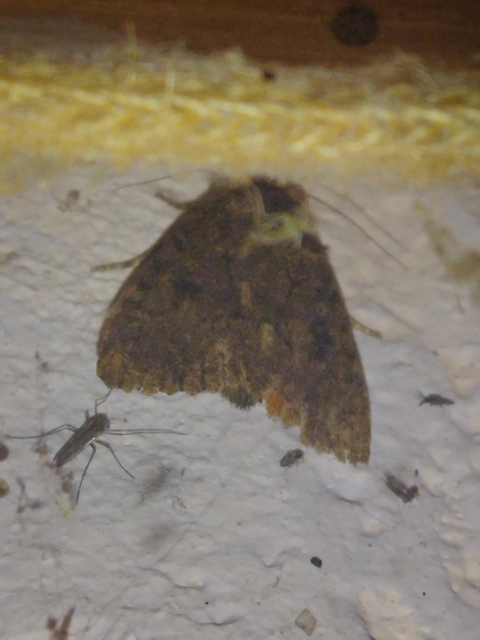Amphipyra berbera/pyramidea