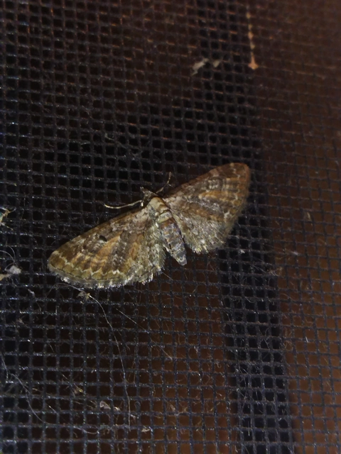 Eupithecia icterata - rozsdafoltos törpearaszoló