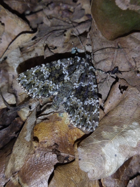 Polymixis polymita - kankalin-tarkabagoly