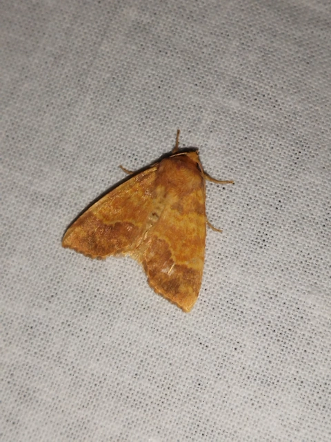 Tiliacea aurago - aranyló sárgabagoly