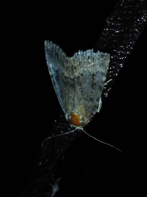 Amphipyra berbera/pyramidea