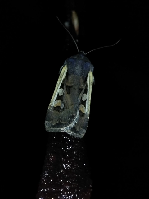 Euxoa hastifera pomazensis - szegélysávos földibagoly