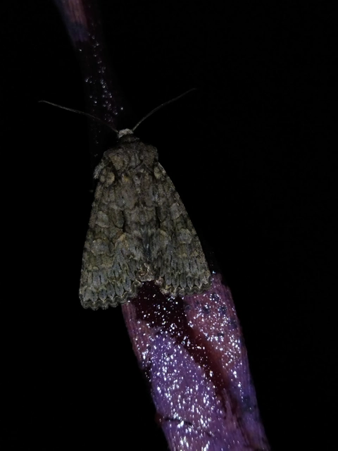 Dryobotodes monochroma - szürke tölgybagoly