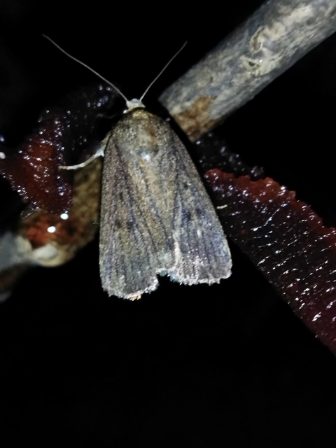 Amphipyra tragopoginis - bakszakállbagoly