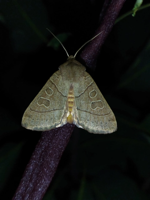 Mesogona acetosellae - madársóskabagoly