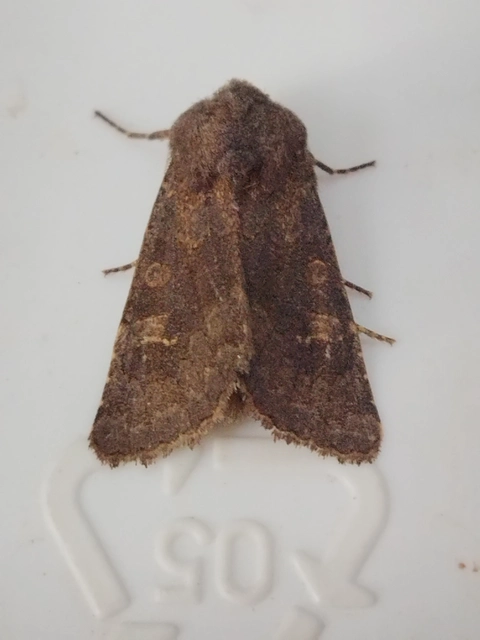 Aporophyla lutulenta - sziki őszibagoly