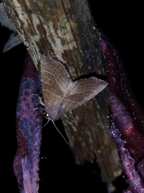 Atethmia ambusta - körtebagoly