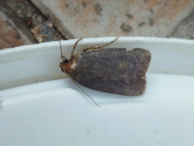 Amphipyra livida - zsírfényű bagoly