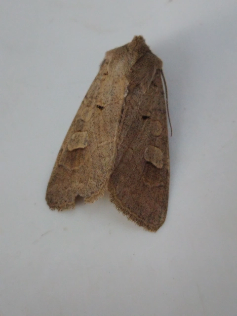 Ammoconia caecimacula - szürke őszibagoly