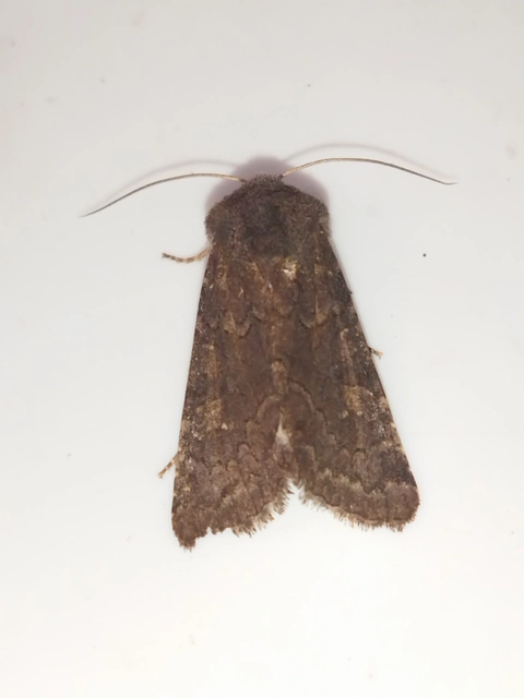Aporophyla lutulenta - sziki őszibagoly